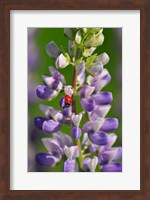 Ladybug On A Lupine Flower Fine Art Print
