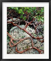 Manzanita Plant Roots On A Bed Of Moss Fine Art Print