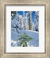 Scenic Of New Snow On Forest, Oregon Fine Art Print