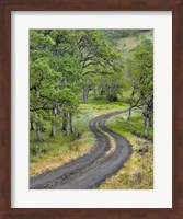 Road Lined With Oak Trees, Oregon Fine Art Print