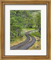 Road Lined With Oak Trees, Oregon Fine Art Print