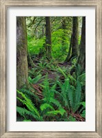 Scenic Forest, Oregon Fine Art Print