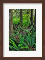 Scenic Forest, Oregon Fine Art Print