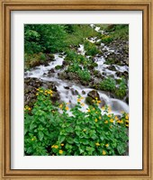 Yellow Monkeyflowers Along Wahkeena Creek, Oregon Fine Art Print