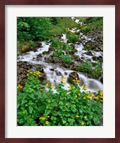 Yellow Monkeyflowers Along Wahkeena Creek, Oregon Fine Art Print