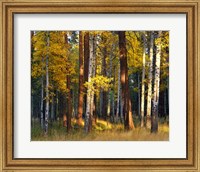 Aspen And Ponderosa Trees In Autumn, Deschutes National Forest Fine Art Print