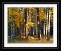 Aspen And Ponderosa Trees In Autumn, Deschutes National Forest Fine Art Print