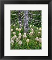 Beargrass Around Dead Evergreen, Oregon Fine Art Print