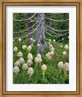 Beargrass Around Dead Evergreen, Oregon Fine Art Print