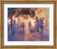 Evergreens In Fog, Mt Hood National Forest, Oregon Fine Art Print