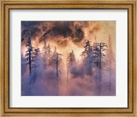 Evergreens In Fog, Mt Hood National Forest, Oregon Fine Art Print
