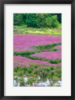 Purple Loosestrife Flowers In A Marsh, Oregon Fine Art Print