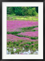 Purple Loosestrife Flowers In A Marsh, Oregon Fine Art Print