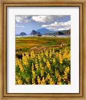 Landscape Of Yellow Lupine, Oregon Fine Art Print