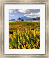 Landscape Of Yellow Lupine, Oregon Fine Art Print