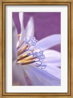 Close-Up Of A Chicory Wildflower Fine Art Print