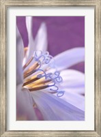 Close-Up Of A Chicory Wildflower Fine Art Print