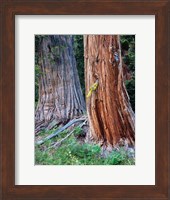 Two Incense Cedar Trees, Oregon Fine Art Print