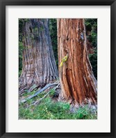 Two Incense Cedar Trees, Oregon Fine Art Print