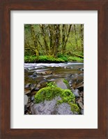 Wilson River, Oregon Fine Art Print