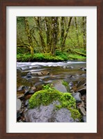 Wilson River, Oregon Fine Art Print