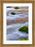 Mmoss-Covered Rocks In The Mckenzie River, Oregon Fine Art Print