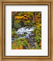 Roaring River Running Through Oregon Fine Art Print