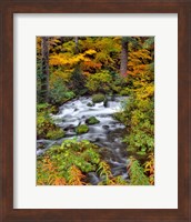 Roaring River Running Through Oregon Fine Art Print