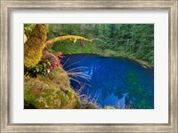 Oregon Blue Or Tamolitch Pool On Mckenzie River Fine Art Print