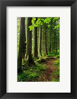 Forest Scenic Trail, Oregon Fine Art Print