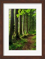 Forest Scenic Trail, Oregon Fine Art Print