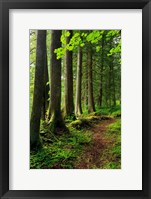 Forest Scenic Trail, Oregon Fine Art Print