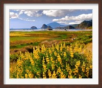 Coastal Landscape With Yellow Lupine, Oregon Fine Art Print