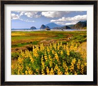 Coastal Landscape With Yellow Lupine, Oregon Fine Art Print