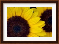 Close-Up Detail Of Dune Sunflowers Fine Art Print