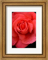 Orange Rose With Rain Drops Fine Art Print