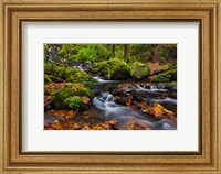 Autumn Color Along Starvation Creek Falls In, Oregon Fine Art Print