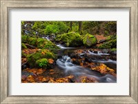 Autumn Color Along Starvation Creek Falls In, Oregon Fine Art Print