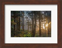 Sunset Rays Penetrate The Forest In The Siuslaw National Forest Fine Art Print