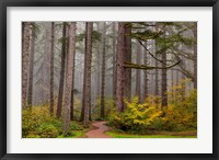 Forest Fog In Sliver Falls State Park, Oregon Fine Art Print