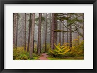 Forest Fog In Sliver Falls State Park, Oregon Fine Art Print