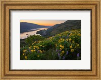 Wildflowers At Rowena Plateau,  Oregon Fine Art Print