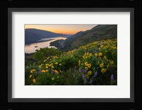 Wildflowers At Rowena Plateau,  Oregon Fine Art Print