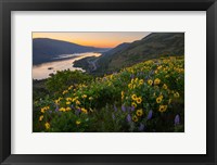 Wildflowers At Rowena Plateau,  Oregon Fine Art Print