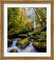 Mccord Creek In Autumn, Oregon Fine Art Print