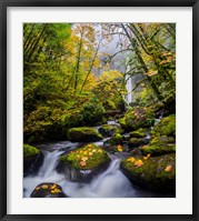 Mccord Creek In Autumn, Oregon Fine Art Print
