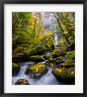 Mccord Creek In Autumn, Oregon Fine Art Print