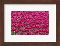 Field Of Purple Tulips In Spring, Willamette Valley, Oregon Fine Art Print