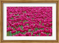 Field Of Purple Tulips In Spring, Willamette Valley, Oregon Fine Art Print