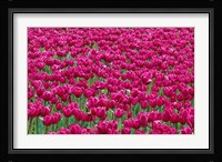 Field Of Purple Tulips In Spring, Willamette Valley, Oregon Fine Art Print